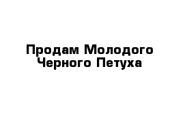 Продам Молодого Черного Петуха 